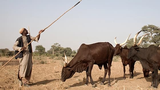 Niger